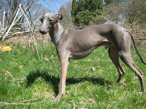 galgo italiano