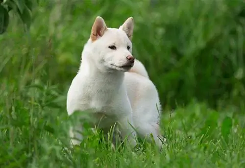 cream shiba inu spelen op groene struiken