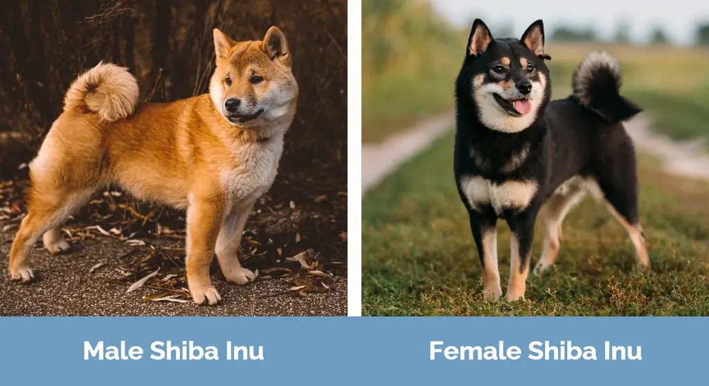 Mužjak i ženka Shiba Inu - Vizualne razlike