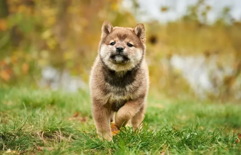 Shiba Inu Welpe Hund mit sesamfarbenem Fell läuft auf Gras