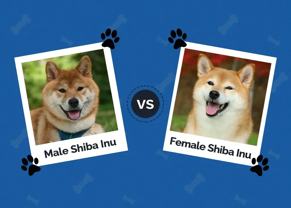 Bărbat vs. Femeie Shiba Inu: diferențe cheie (cu imagini)