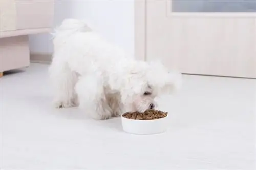 M altés comiendo su comida de un tazón