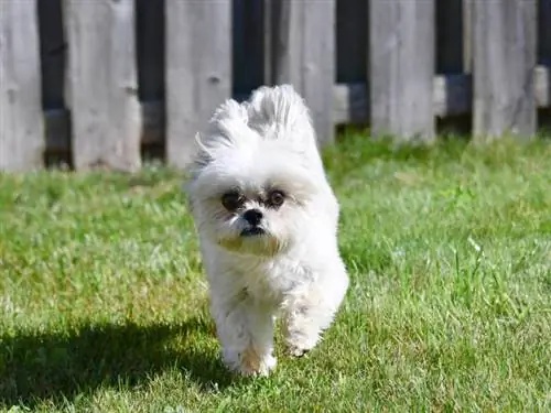 Oppoq shih tzu iti yashil o'tlarda o'ynab, yugurmoqda