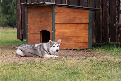 Siberia husky nje ya nyumba ya mbwa