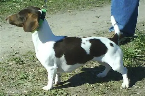 Piebald mäyräkoira