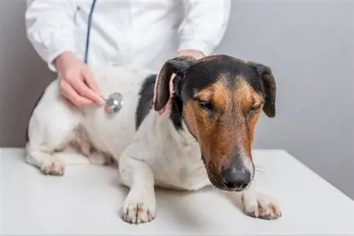 Piebald dachshund mgonjwa