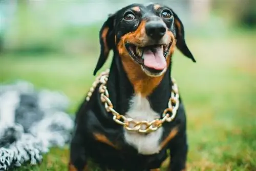 Piebald dachshund với đồ trang sức