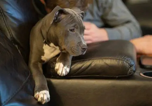 Shar-Pei Pitbull Pit-Pei