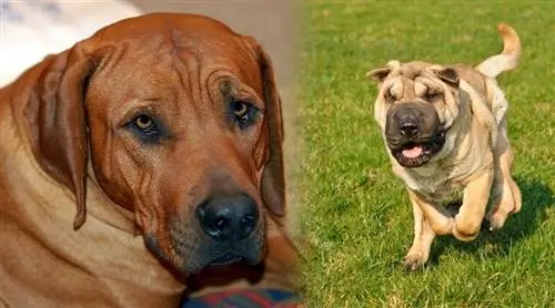 tosa Sharpei