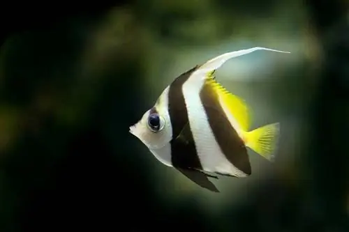 freshwater angelfish