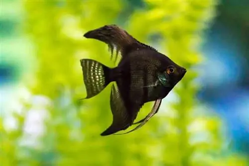 ጥቁር መጋረጃ Angelfish