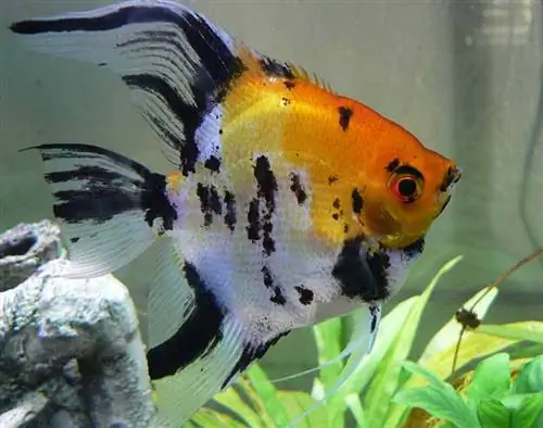 zardevanje angelfish