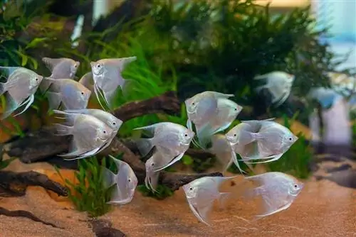 skupina platinastih angelfish