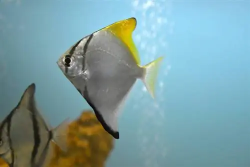 ক্লাউন angelfish