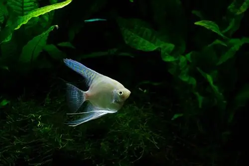 silver angelfish