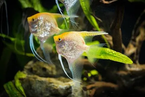 angelfish mbili za dhahabu