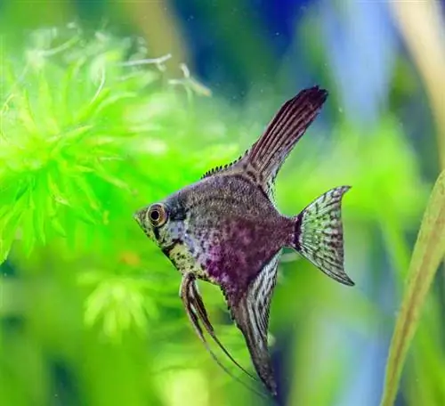 leopard angelfish