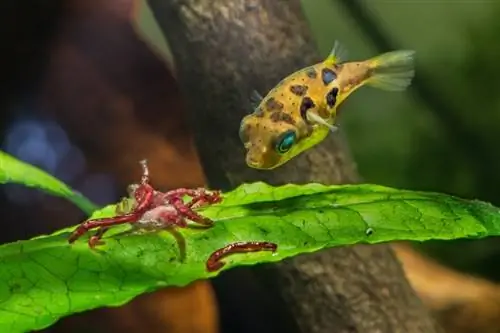 erwtenkogels die bloedworm eten