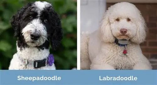 Sheepadoodle vs Labradoodle fianco a fianco