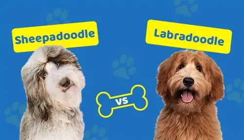 Sheepadoodle vs Labradoodle: Který je pro mě ten pravý? (S obrázky)