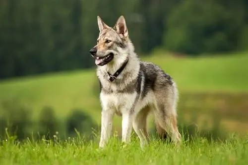 Perro lobo en el prado