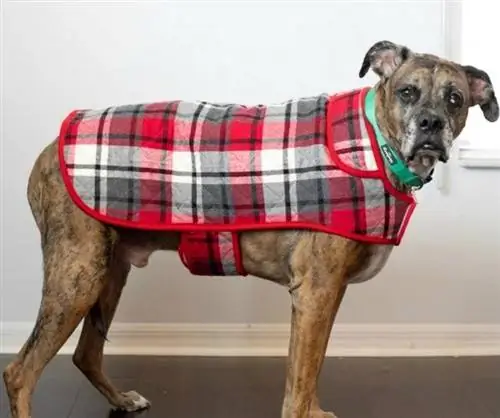 DIY dog coat