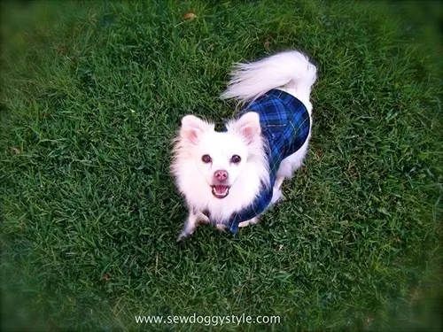 DIY Dog Coats