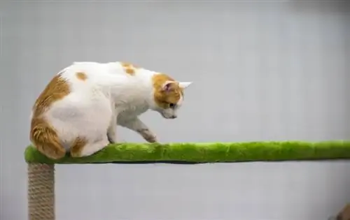 bobtail japonés donde se posan en el árbol del gato