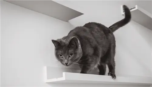 IKEA Picture Ledge Cat Playground- Ikea