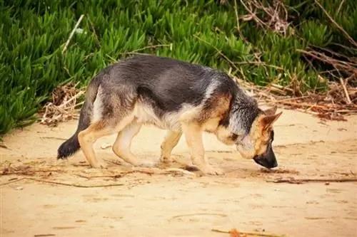 cão pastor alemão cheirando areia