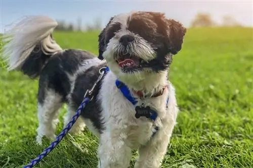 cachorro com coleira