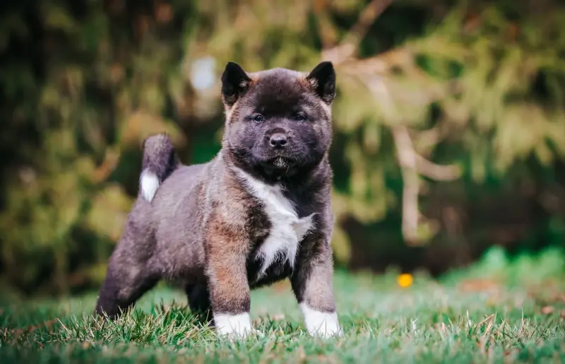 Amerikāņu akitas kucēns, suns, pastaigas pa zāli