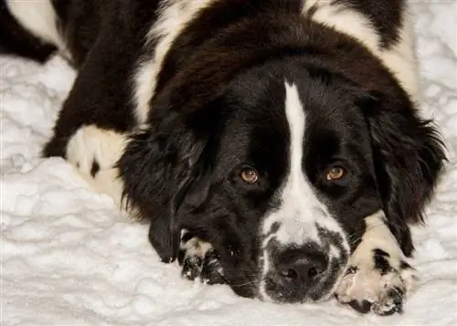 newfoundland hitam putih