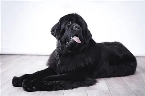 4 Newfoundland Dog Colors & Markeringer (Med bilder)