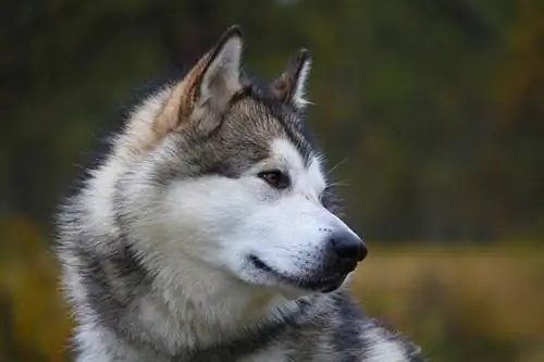 alaskan malamute