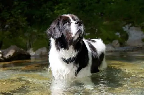 Must-valge landseer