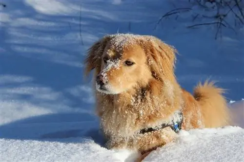 hund i snön