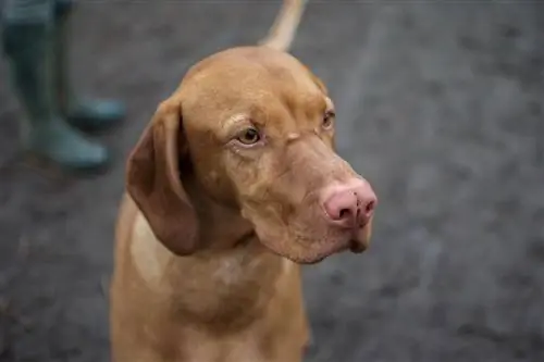 hund med rødbrun næse