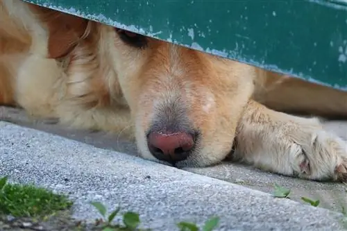 Hundens näsa ändrar färg: borde jag oroa mig? Veterinär godkända råd