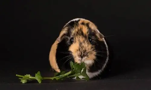 Meerschweinchen fressen Koriander