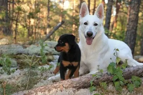 Anak anjing Gembala Jerman Putih dan Rottweiler Hitam