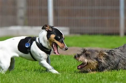 cachorros brincando