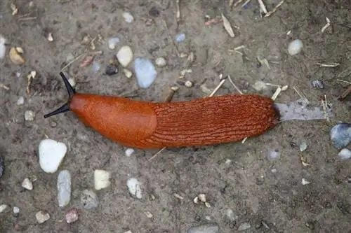 slug