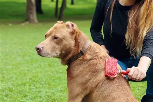 nő fogmosni a pitbull kutyáját