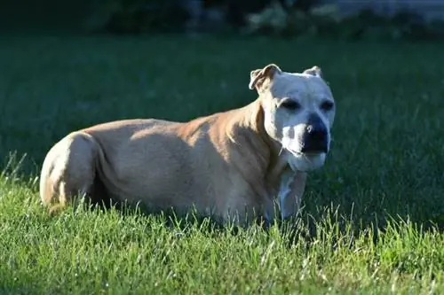 Colby pitbull