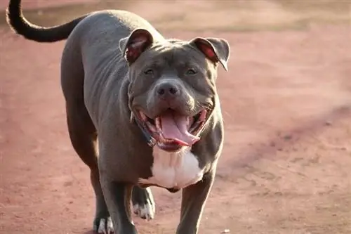 10 Garis keturunan Pit Bull yang Berbeda (Dengan Gambar)