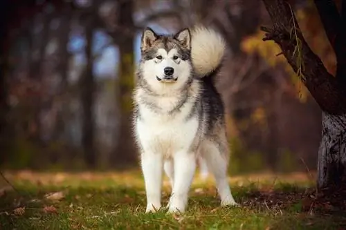 አላስካን malamuute