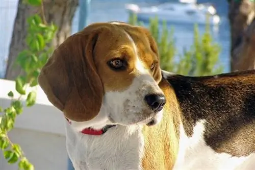 Coonhound الإنجليزية الأمريكية