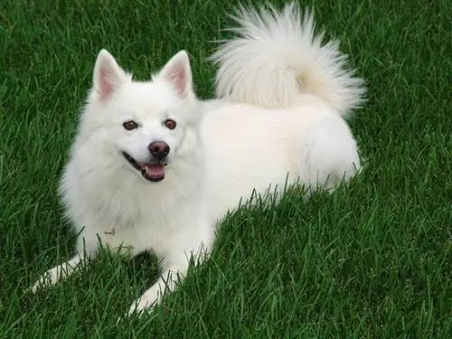 Amerikaanse Eskimohond die op gras liggen