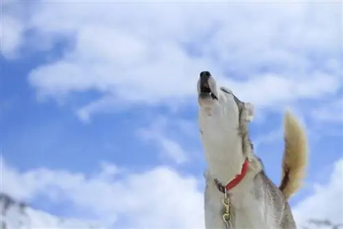 17 raças de cães conhecidas por uivar (com fotos)